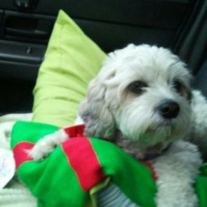 Meet your Posher, Anne